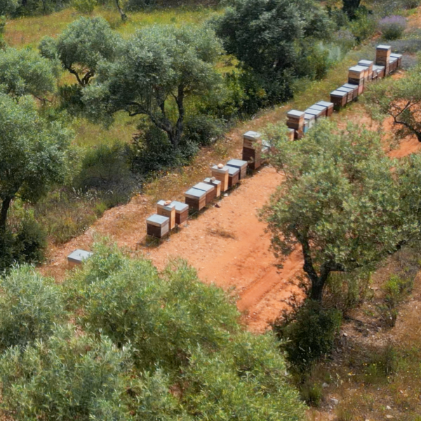 Vista aérea das colmeias de Mel de Flores Silvestres da World of Bees, aninhadas em cenários puros e preservados.