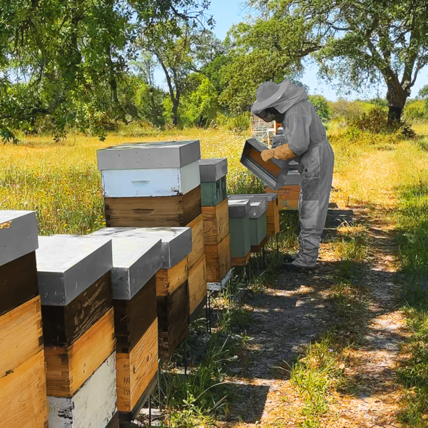Apicultor da World of Bees verificando os favos e garantindo que a colheita respeita o ciclo natural das abelhas