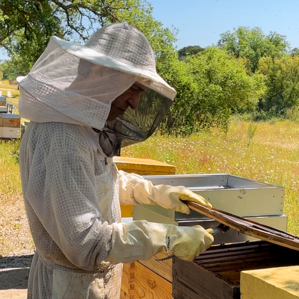 Apicultor da World of Bees inspecionando as colmeias com cuidado artesanal.