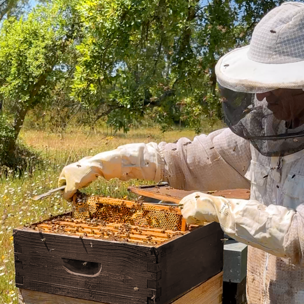 Apicultor da World of Bees levanta cuidadosamente uma moldura da colmeia para inspecionar a saúde das abelhas e a qualidade do mel.
