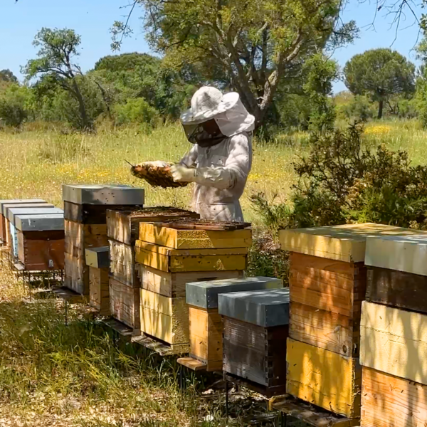 Apicultor da World of Bees analisando a atividade nas colmeias e a produção de mel.